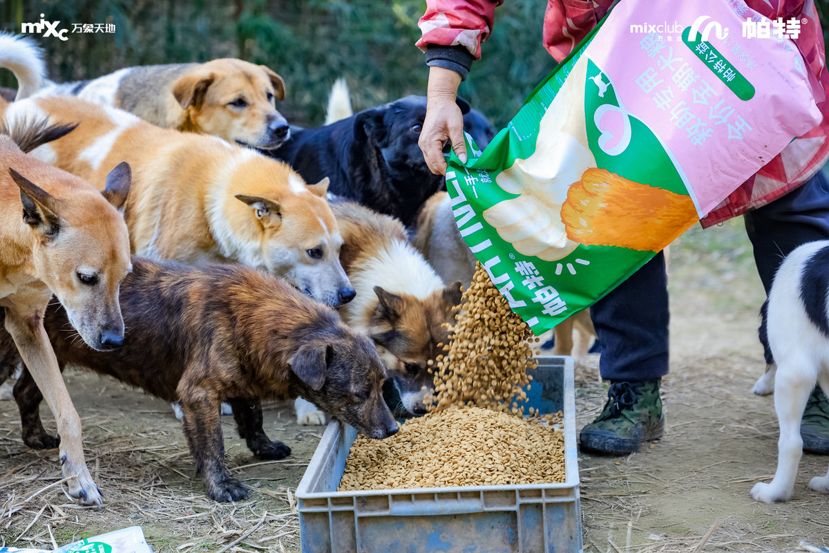 Dogs gather around a food tray during a PARTNER-supported community care activity in China.