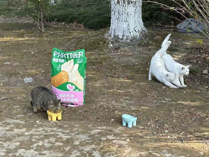 Community cats with PARTNER food in China. Original activity photograph.