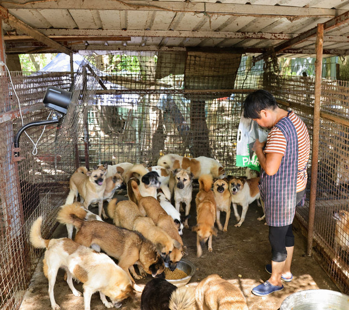 Food shared with dogs in community care.