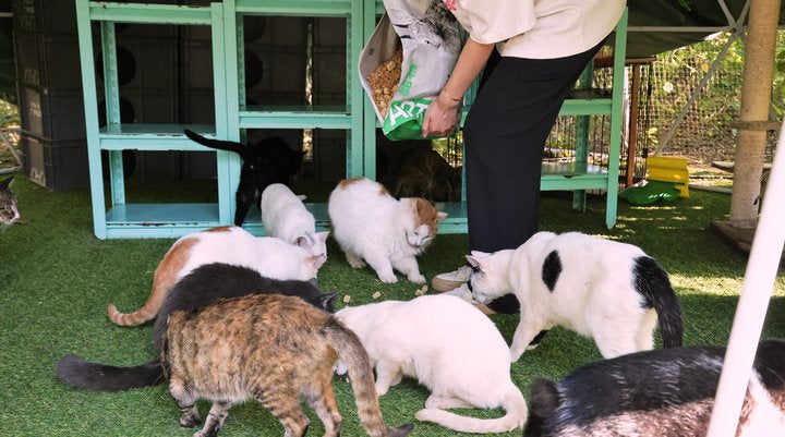 A mealtime gathering for cats.