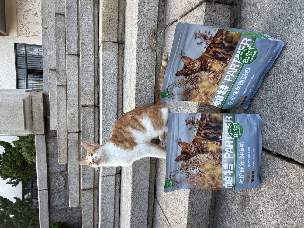 A campus cat, photographed at Qingdao University.